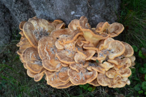 Paddenstoelen Onder de Gelder | Mark Bosman