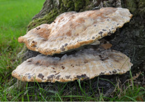 DSC_5441 Paddenstoelen Onder de Gelder | Mark Bosman