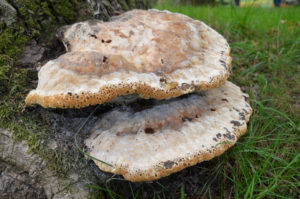 DSC_5442 Paddenstoelen Onder de Gelder | Mark Bosman