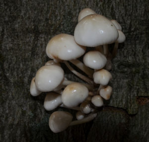 DSC_5454 Paddenstoelen Onder de Gelder | Mark Bosman