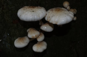 DSC_5456 Paddenstoelen Onder de Gelder | Mark Bosman