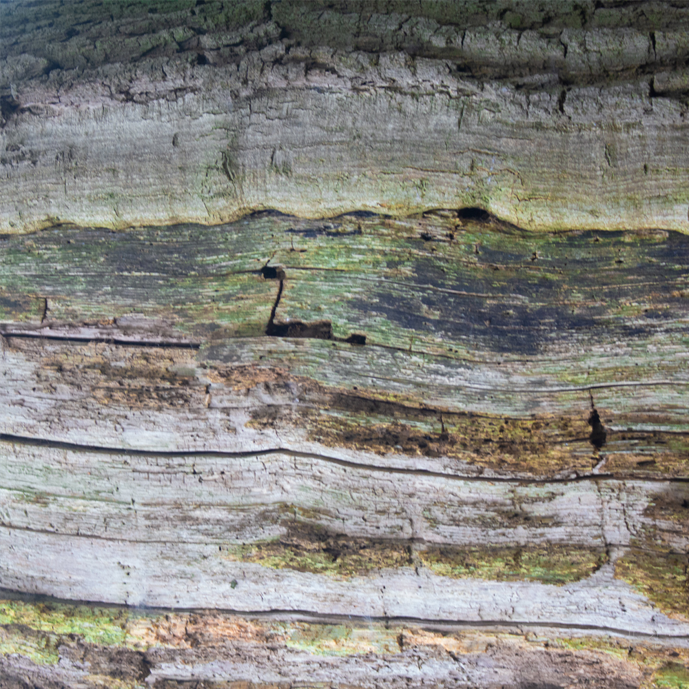 Duck in wood Duck in wood