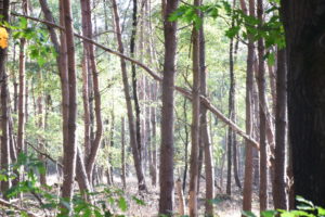 Wijhe de Gelder, Daniël Loos