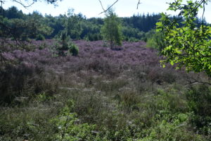 Sallandse heuvelrug Haarleberg Daniël Loos