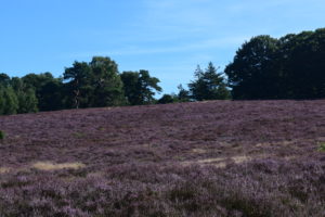 Sallandse heuvelrug Haarleberg Daniël Loos