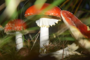 Herfst_2022, Daniël Loos