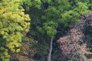 Wijhe de Gelder, Daniël Loos