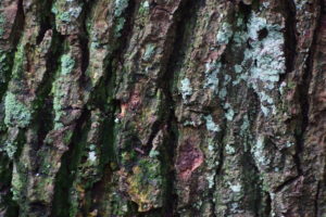 Wijhe de Gelder, Daniël Loos