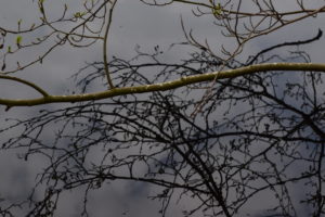 Olst, hoenlo, Daniël Loos