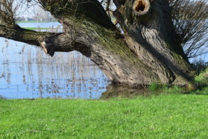 Ijssel_bij_Olst foto Daniël Loos