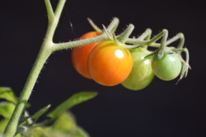 Tomaten in Olst foto Daniël Loos