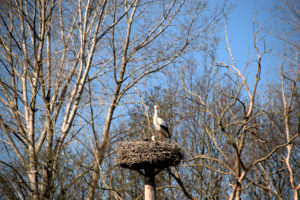 Olst . Park Vijfenhof ooievaar 1 .JJ Hissnk