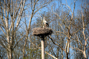 Olst . Park Vijfenhof ooievaar 1 .JJ Hissnk