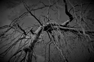 Olst . Oude begraafplaast boom . JJ Hissink