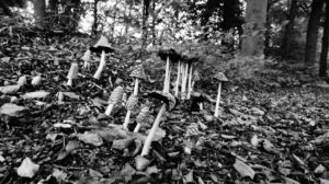 Olst, Hoenlo, paddenstoelen Roy Brouwer