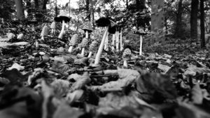 Olst, Hoenlo, paddenstoelen Roy Brouwer