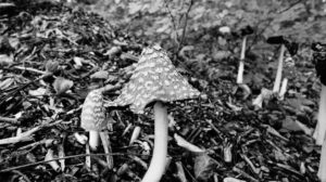 Olst, Hoenlo, paddenstoelen Roy Brouwer