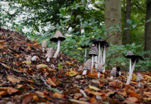 Olst, Hoenlo, paddenstoelen, JJ Hisink