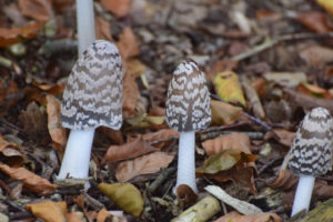 Olst Hoenlo , Daniël Loos