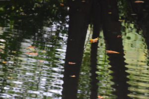 Olst Hoenlo , Daniël Loos