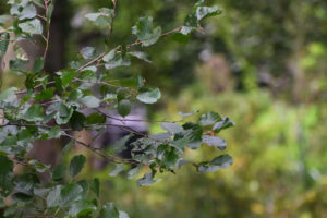 Olst Hoenlo , Daniël Loos