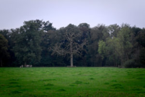 Olst, Hoenlo, boom, Roy