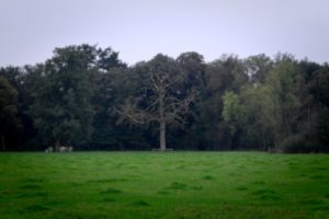 Olst, Hoenlo boom. Roy Brouwer