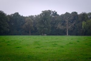 Olst, Hoenlo, landschap met koeien Roy Brouwer