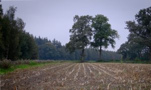 Olst, Hoenlo, sporen in het land Roy Brouwer